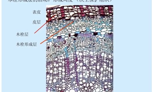 乌鸡莲子汤功效网—知名的乌鸡莲子汤的起源故事网站,分享乌鸡莲子汤的功效知识