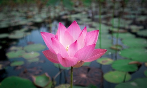 乌鸡莲子汤的做法窍门-乌鸡莲子汤功效网—知名的乌鸡莲子汤的起源故事网站,分享乌鸡莲子汤的功效知识